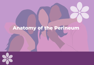 Anatomy of the Perineum